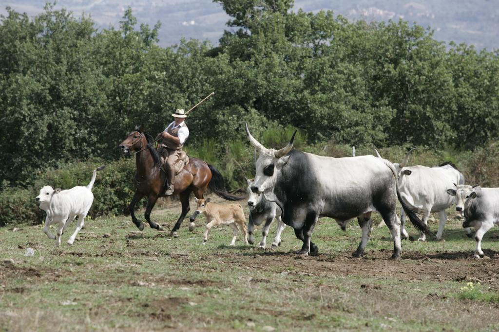 Agriturismo La Forra Кавриля Екстериор снимка